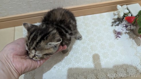 成約済の広島県のスコティッシュフォールド-85438の130枚目