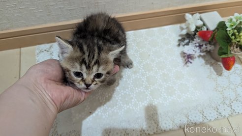 成約済の広島県のスコティッシュフォールド-85438の131枚目