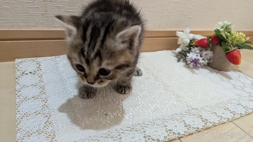 成約済の広島県のスコティッシュフォールド-85438の128枚目