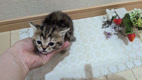成約済の広島県のスコティッシュフォールド-85438の126枚目