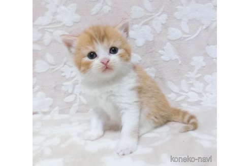 成約済の鹿児島県のスコティッシュフォールド-86521の2枚目