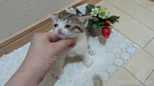 成約済の広島県のスコティッシュフォールド-85433の115枚目