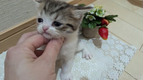 成約済の広島県のスコティッシュフォールド-85433の116枚目