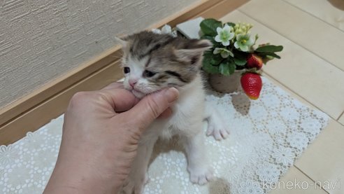 成約済の広島県のスコティッシュフォールド-85433の113枚目