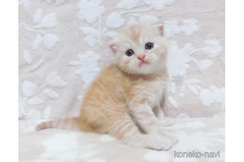 成約済の鹿児島県のスコティッシュフォールド-86523の4枚目