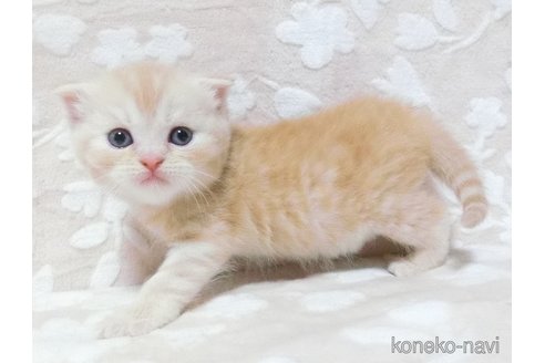 成約済の鹿児島県のスコティッシュフォールド-86523の5枚目