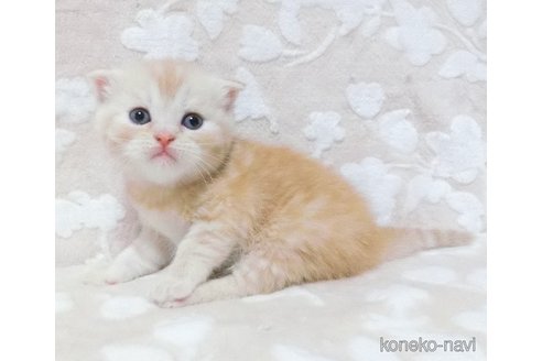 成約済の鹿児島県のスコティッシュフォールド-86523の3枚目
