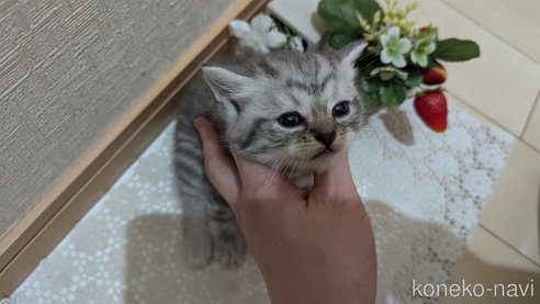 成約済の広島県のスコティッシュフォールド-85440の111枚目