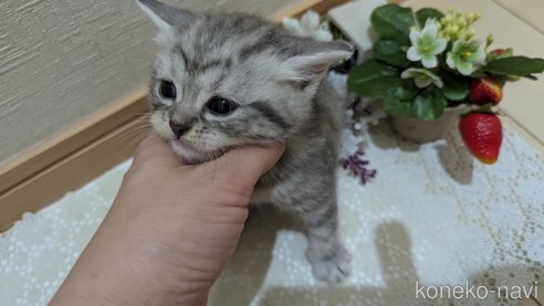 成約済の広島県のスコティッシュフォールド-85440の107枚目