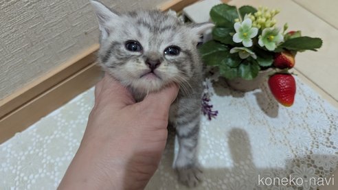 成約済の広島県のスコティッシュフォールド-85440の108枚目