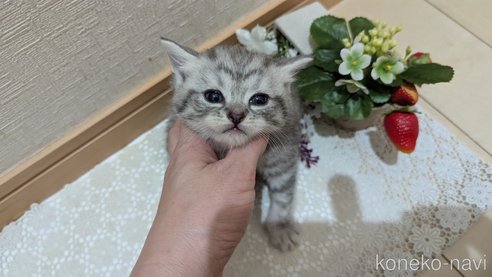 成約済の広島県のスコティッシュフォールド-85440の106枚目