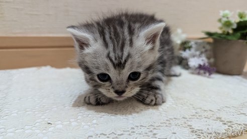 成約済の広島県のスコティッシュフォールド-85437の161枚目