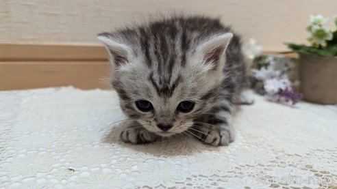 成約済の広島県のスコティッシュフォールド-85437の162枚目