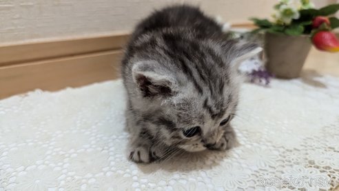 成約済の広島県のスコティッシュフォールド-85437の159枚目