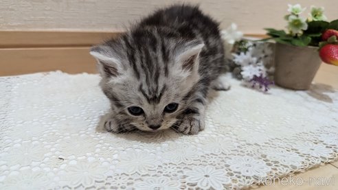 成約済の広島県のスコティッシュフォールド-85437の157枚目