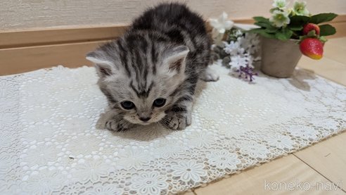 成約済の広島県のスコティッシュフォールド-85437の155枚目