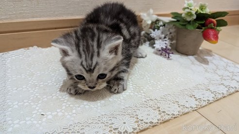 成約済の広島県のスコティッシュフォールド-85437の153枚目
