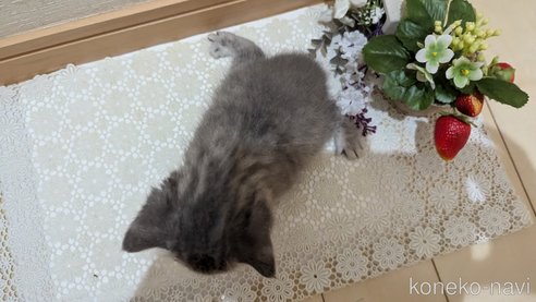 成約済の広島県のスコティッシュフォールド-85435の123枚目