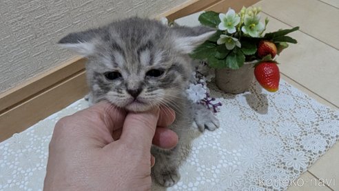 成約済の広島県のスコティッシュフォールド-85435の124枚目
