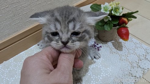 成約済の広島県のスコティッシュフォールド-85435の125枚目