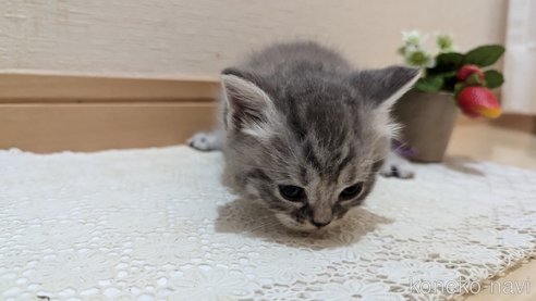 成約済の広島県のスコティッシュフォールド-85435の121枚目