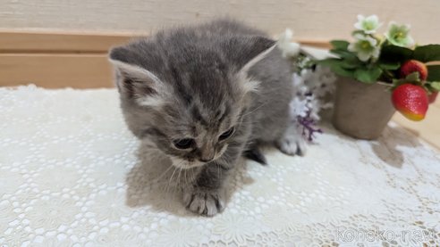 成約済の広島県のスコティッシュフォールド-85435の115枚目