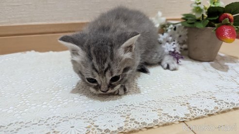 成約済の広島県のスコティッシュフォールド-85435の116枚目