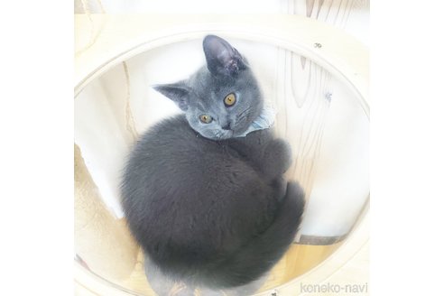 成約済の千葉県のブリティッシュショートヘア-84528の2枚目