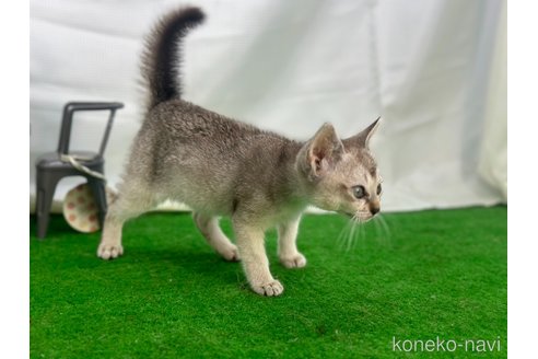 成約済の茨城県のシンガプーラ-86535の5枚目