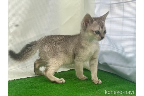 成約済の茨城県のシンガプーラ-86535の3枚目