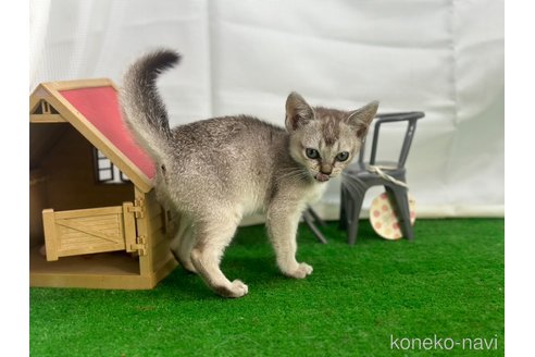 成約済の茨城県のシンガプーラ-86535の4枚目