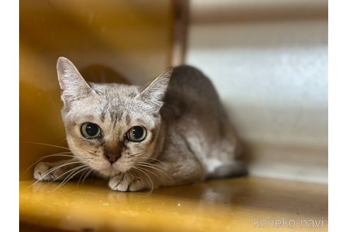 成約済の茨城県のシンガプーラ-86535の2枚目
