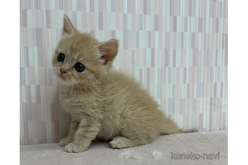 成約済の千葉県のスコティッシュフォールド-86541の2枚目