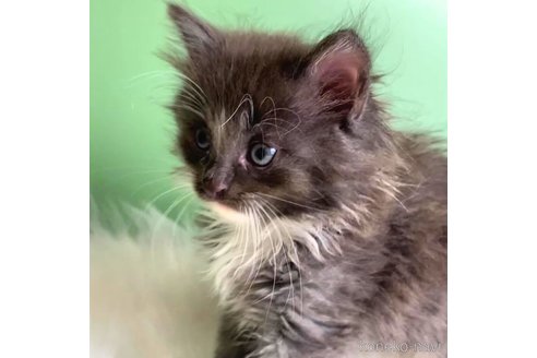成約済の神奈川県のノルウェージャンフォレストキャット-86545の4枚目