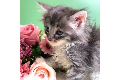 成約済の神奈川県のノルウェージャンフォレストキャット-86547の4枚目