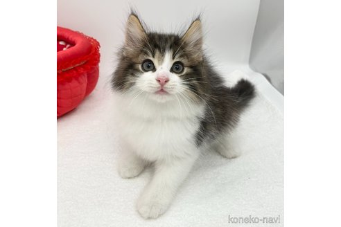 成約済の愛知県のノルウェージャンフォレストキャット-86569の3枚目