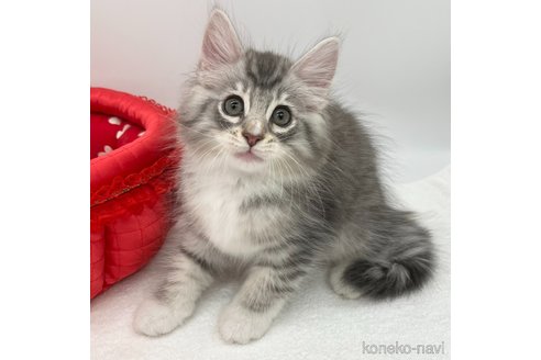 成約済の愛知県のノルウェージャンフォレストキャット-86570の3枚目