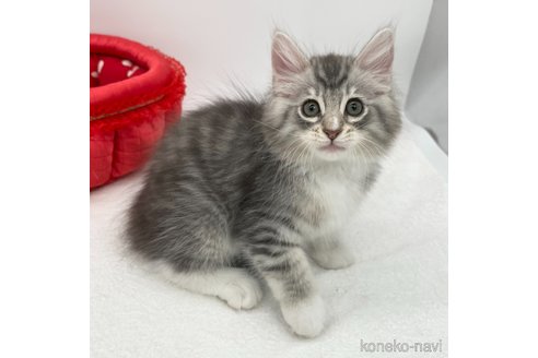 成約済の愛知県のノルウェージャンフォレストキャット-86570の4枚目