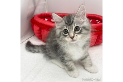 成約済の愛知県のノルウェージャンフォレストキャット-86570の2枚目