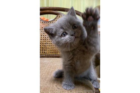 成約済の静岡県のブリティッシュショートヘア-86571の2枚目