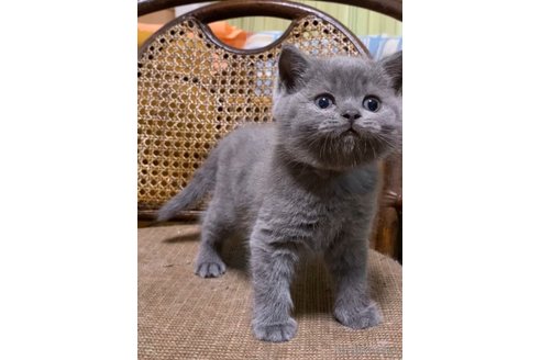 成約済の静岡県のブリティッシュショートヘア-86571の3枚目