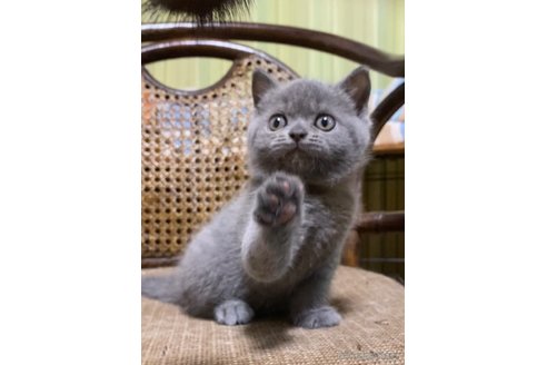 成約済の静岡県のブリティッシュショートヘア-86572の3枚目