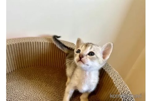 成約済の岐阜県のシンガプーラ-86596の3枚目