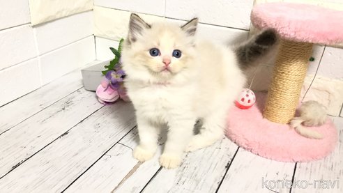 成約済の埼玉県のラグドール-82557の4枚目