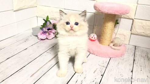 成約済の埼玉県のラグドール-82557の3枚目