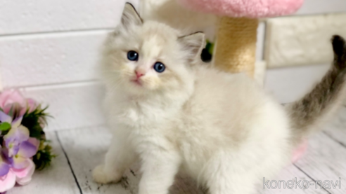 成約済の埼玉県のラグドール-82557の2枚目