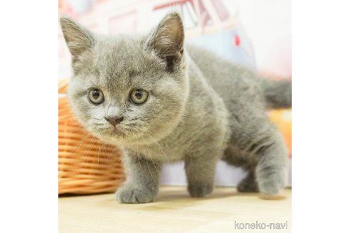 成約済の千葉県のブリティッシュショートヘア-86626の2枚目