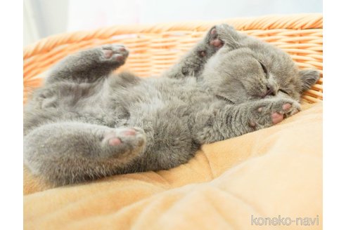 成約済の千葉県のブリティッシュショートヘア-86626の3枚目