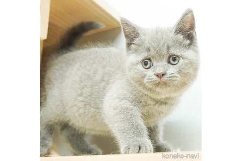 成約済の千葉県のブリティッシュショートヘア-86634の4枚目