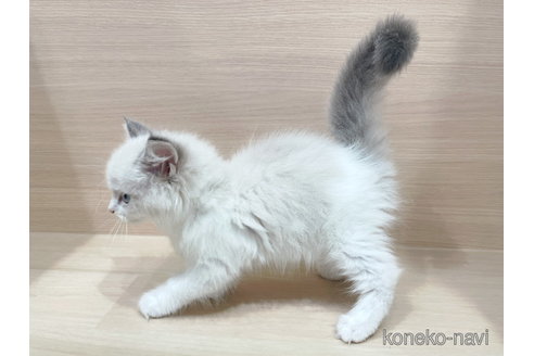 成約済の東京都のラグドール-86643の2枚目